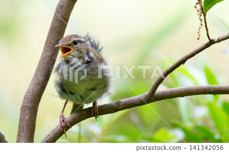 Japanese bush warbler (singing, front view, facing left) Japanese bush warbler (singing, front view, facing left) 141342056