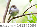 Japanese bush warbler (close-up, facing left) 141342064