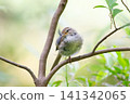 Japanese bush warbler (front view, facing left, head tilted) 141342065