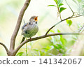 Japanese bush warbler (singing, facing right) 141342067