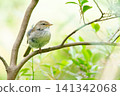 Japanese bush warbler (front view, facing right) 141342068