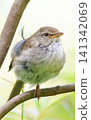 Japanese bush warbler (close-up, facing right) 141342069