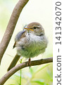 Japanese bush warbler (close-up, facing left) 141342070