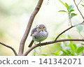 Japanese bush warbler (front view) 141342071