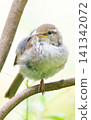 Japanese bush warbler (close-up, slightly facing left) 141342072