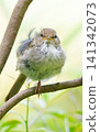 Japanese bush warbler (close-up, straight on) 141342073