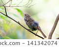 Japanese bush warbler (singing, stretching, facing left) 141342074
