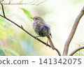 Japanese bush warbler (side view, facing left) 141342075