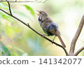 Japanese bush warbler (singing, facing left) 141342077