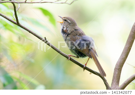 Japanese bush warbler (singing, facing left) Japanese bush warbler (singing, facing left) 141342077