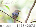 Japanese bush warbler (back view, facing right, slightly downward) 141342078
