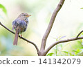 Japanese bush warbler (back view, facing right) 141342079