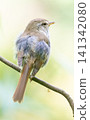 Japanese bush warbler (close-up, vertical, facing right) 141342080
