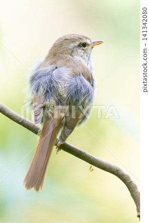 Japanese bush warbler (close-up, vertical, facing right) Japanese bush warbler (close-up, vertical, facing right) 141342080