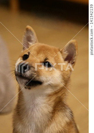 Shiba Inu watching Shiba Inu watching 141342139