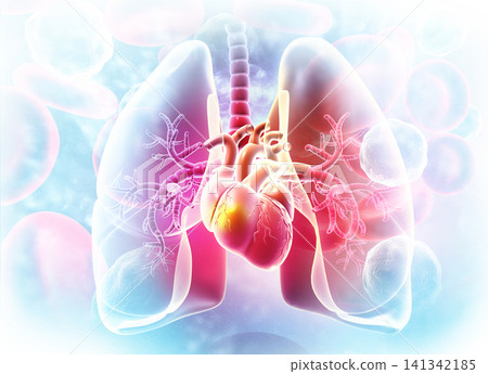 Lungs,Heart Anatomy on Lungs,Heart Anatomy on 141342185