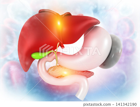 Anantomy of Liver stomach pancreas gallbladder and spleen Anantomy of Liver stomach pancreas gallbladder and spleen 141342190