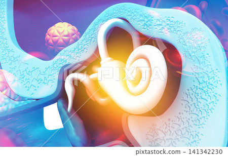 Close up view of inner ear, stapes Close up view of inner ear, stapes 141342230