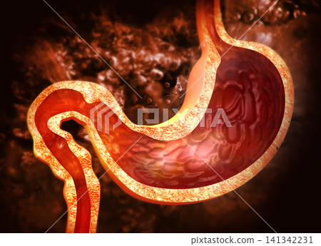 Cross section of human stomach diagram Cross section of human stomach diagram 141342231
