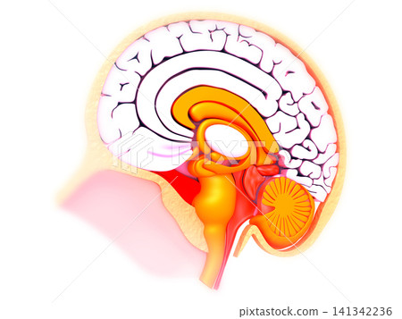 Cross section of human brain Cross section of human brain 141342236