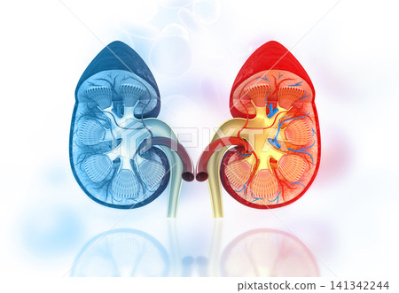 Cross section of human kidney 141342244