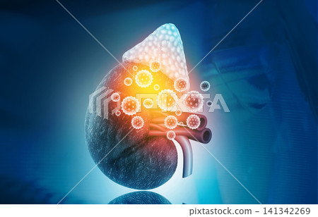 Kidney disease concept Kidney disease concept 141342269