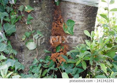 Frass of the red-necked longhorn beetle Frass of the red-necked longhorn beetle 141342291