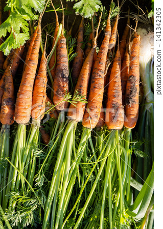 Freshly harvested organic carrots with green tops Freshly harvested organic carrots with green tops 141342305