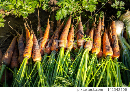 Freshly harvested organic carrots lying on garden soil 141342306