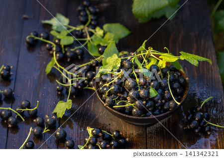 Freshly picked blackcurrant berries filling bowl on rustic table 141342321