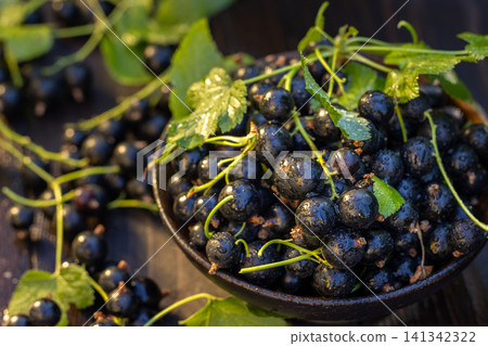 Freshly picked organic blackcurrants in bowl and scattered berries Freshly picked organic blackcurrants in bowl and scattered berries 141342322