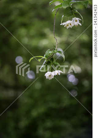 White flowers of Egonoki White flowers of Egonoki 141342413
