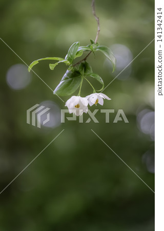White flowers of Egonoki White flowers of Egonoki 141342414