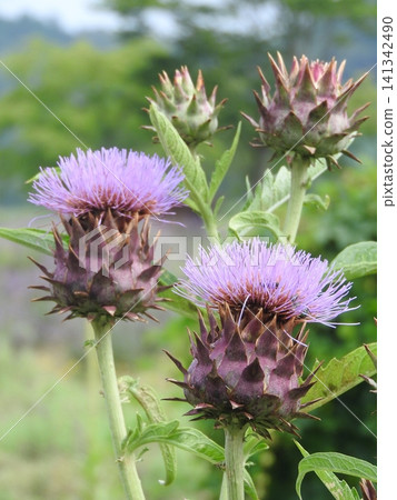 Large thistle "artichoke (Korean thistle)" Large thistle "artichoke (Korean thistle)" 141342490