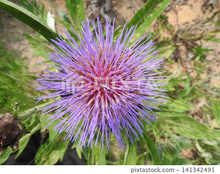 大型薊「洋薊(韓國薊)」:從正上方拍攝 大型薊「洋薊(韓國薊)」:從正上方拍攝 141342491