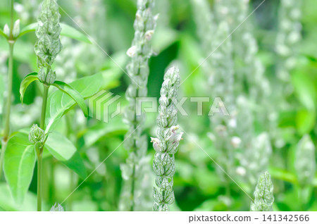 ACANTHACEAE or Justicia betonica L or Squirrels tail or White shrimp plant or white and green flower ACANTHACEAE or Justicia betonica L or Squirrels tail or White shrimp plant or white and green flower 141342566