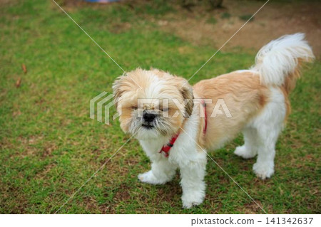 狗 狗 141342637