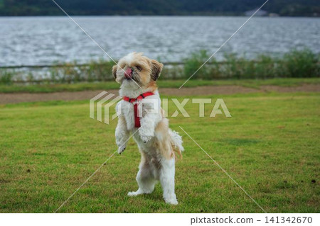 狗 狗 141342670