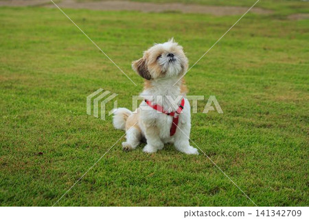 Dog Dog 141342709