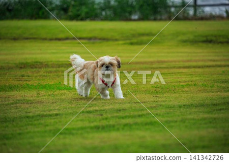 狗 狗 141342726