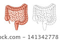 Human Large and Small Intestine Anatomy, Colored and Outline Vector Medical Illustration 141342778