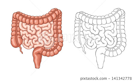 Human Large and Small Intestine Anatomy, Colored and Outline Vector Medical Illustration Human Large and Small Intestine Anatomy, Colored and Outline Vector Medical Illustration 141342778
