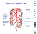 Arterial Supply of the Colon and Rectum Anatomy Vector Illustration 141342818
