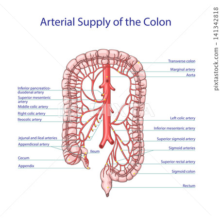 Arterial Supply of the Colon and Rectum Anatomy Vector Illustration Arterial Supply of the Colon and Rectum Anatomy Vector Illustration 141342818