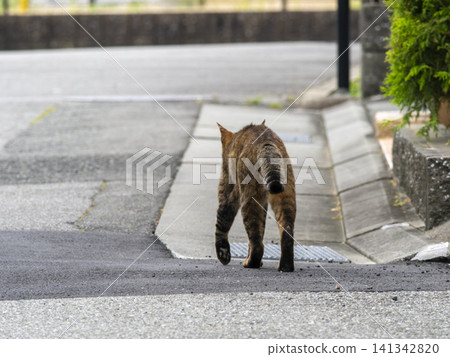 The back view of a cat walking through a residential area The back view of a cat walking through a residential area 141342820