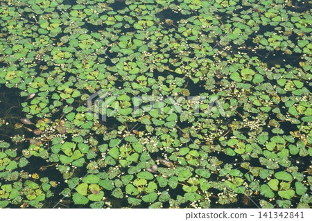 Water hyacinth leaves growing all over the pond Water hyacinth leaves growing all over the pond 141342841