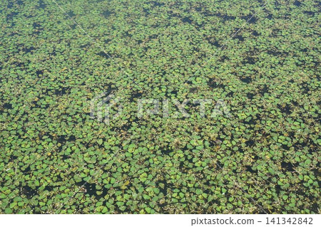 Water hyacinth leaves growing all over the pond Water hyacinth leaves growing all over the pond 141342842
