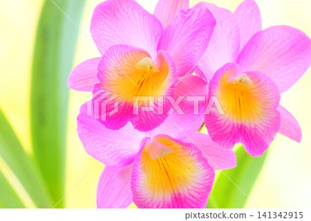 Mini Cattleya, Cattleya 'Petit Pierrot', pink flowers, bright background Mini Cattleya, Cattleya 'Petit Pierrot', pink flowers, bright background 141342915
