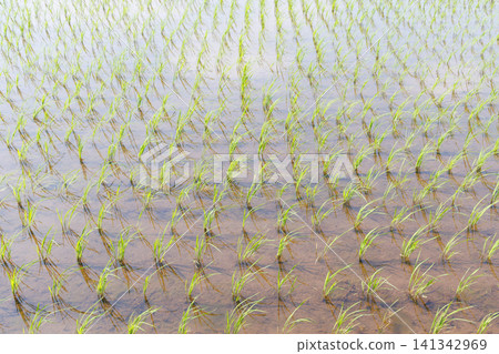水稻種植稻田 水稻種植稻田 141342969