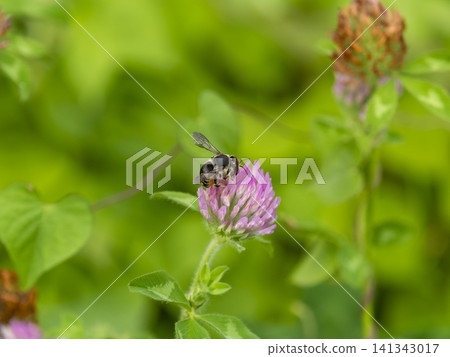 Purple clover and a bee in the field Purple clover and a bee in the field 141343017
